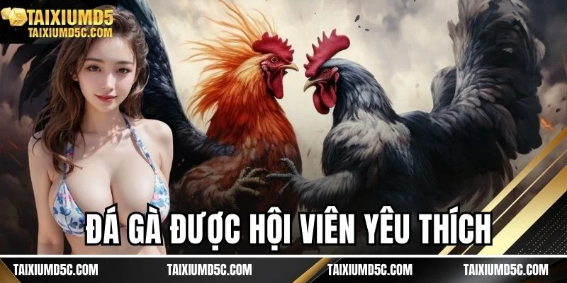 Đá gà được hội viên yêu thích